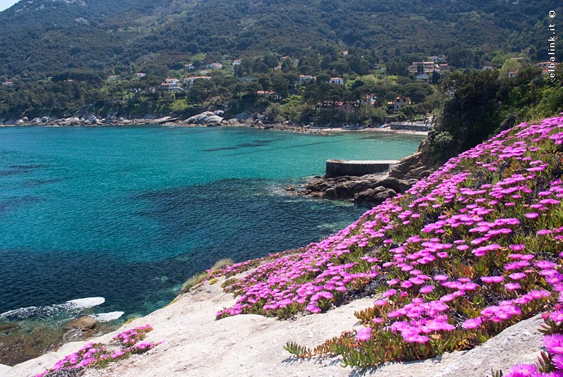 swallow headache lend Sant'andrea - Isola d'Elba - Il mare e le spiagge